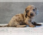 Puppy Davinci Dachshund