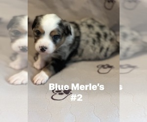 Miniature Australian Shepherd Litter for sale in SIOUX CENTER, IA, USA