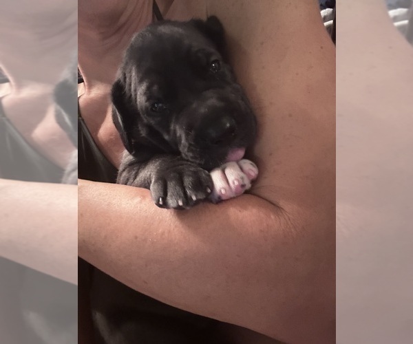 Medium Photo #5 Great Dane Puppy For Sale in WILLIS, TX, USA