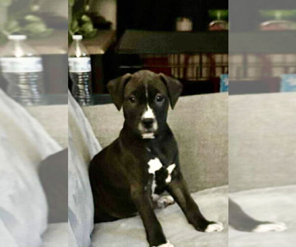 Medium Photo #3 American Pit Bull Terrier-Unknown Mix Puppy For Sale in Hillsboro, MO, USA