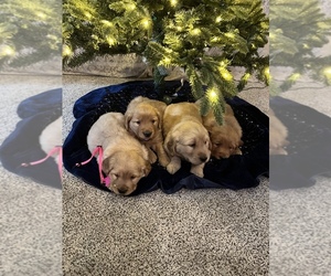 Golden Retriever Puppy for sale in CHARLES CITY, IA, USA