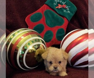 Brussels Griffon Puppy for sale in CASSVILLE, MO, USA