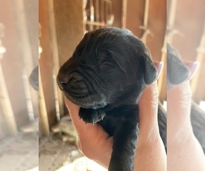 German Shorthaired Lab Puppy for sale in CARLSBAD, NM, USA