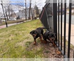 Small Rottweiler
