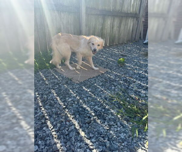 Medium Photo #3 Mutt Puppy For Sale in Thomasville, NC, USA