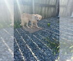 Small #2 Mutt