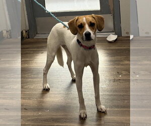 Beagle-Unknown Mix Dogs for adoption in Las Vegas, NV, USA