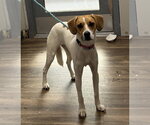 Jacques - Male Beagle-Unknown Mix Dog for Adoption - Small photo