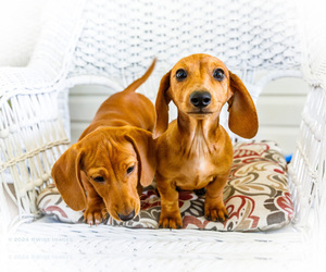 Dachshund Litter for sale in WAKARUSA, IN, USA