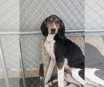 Small #2 Coonhound Mix