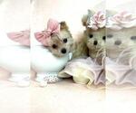 Small #17 Maltese