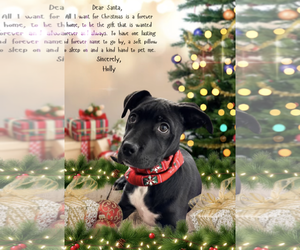 Boxer-Unknown Mix Dogs for adoption in Kankakee, IL, USA