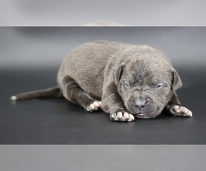 American Bully Puppy for sale in CHAMPAIGN, IL, USA