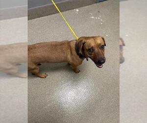 American Pit Bull Terrier-Unknown Mix Dogs for adoption in Las Vegas, NV, USA