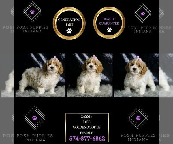 Medium Photo #49 Goldendoodle (Miniature) Puppy For Sale in WARSAW, IN, USA