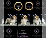 Small #1 Goldendoodle (Miniature)