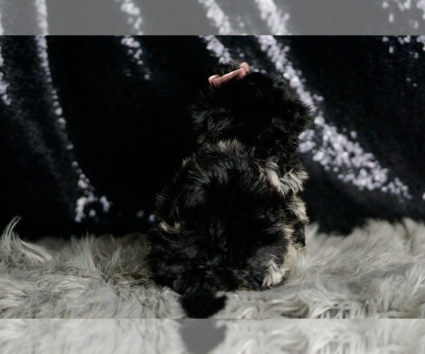 Medium Photo #7 Maltipoo Puppy For Sale in WARSAW, IN, USA