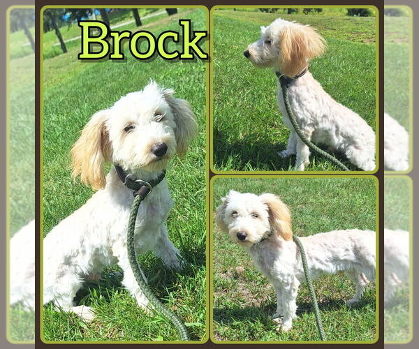 Medium Photo #1 Mutt Puppy For Sale in Pierceton , IN, USA