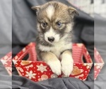 Small #5 Pomsky-Shiba Inu Mix