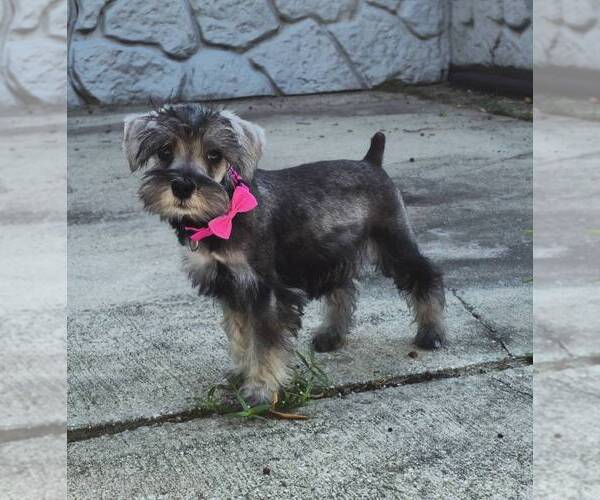 Medium Photo #3 Schnauzer (Miniature) Puppy For Sale in BROOKSVILLE, FL, USA