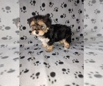 Small #4 Morkie