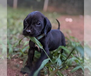 Great Dane-Redbone Coonhound Mix Dogs for adoption in Forest, VA, USA