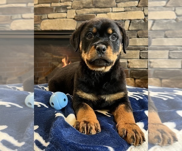 Medium Photo #6 Rottweiler Puppy For Sale in NOBLESVILLE, IN, USA