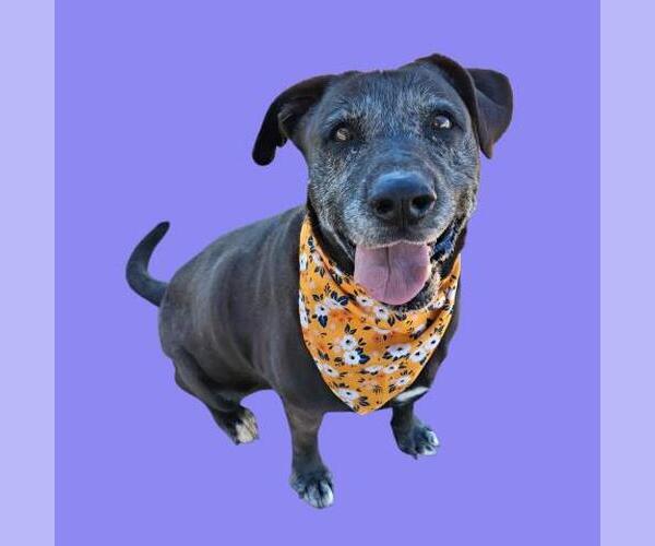 Medium Photo #1 Great Dane-Labrador Retriever Mix Puppy For Sale in Bakersfield, CA, USA