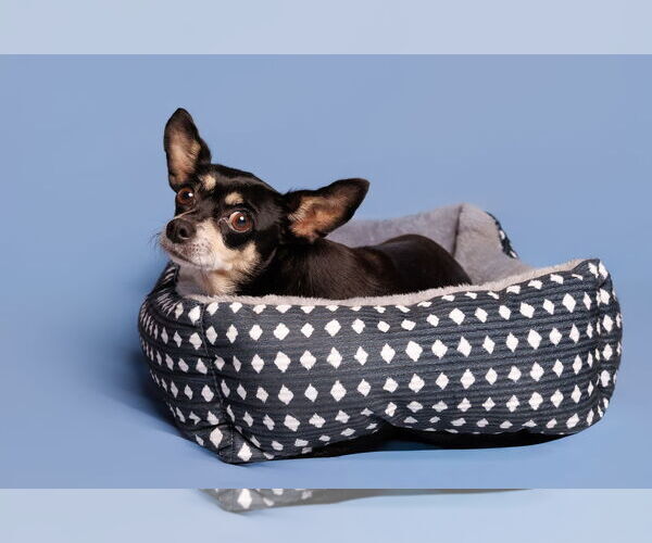 Medium Photo #3 Chihuahua-Unknown Mix Puppy For Sale in McKinney, TX, USA