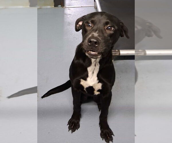 Medium Photo #2 American Pit Bull Terrier-Labrador Retriever Mix Puppy For Sale in Brewster, NY, USA