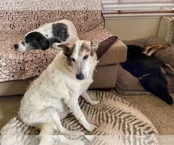 Medium Photo #5 Australian Cattle Dog-German Shepherd Dog Mix Puppy For Sale in San Bernardino , CA, USA