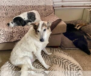 Desert Dog White Knight - Male Cattledog Shepherd Dog for Adoption - Photo #5