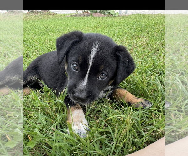 Medium Photo #6 Mutt Puppy For Sale in Sebec, ME, USA