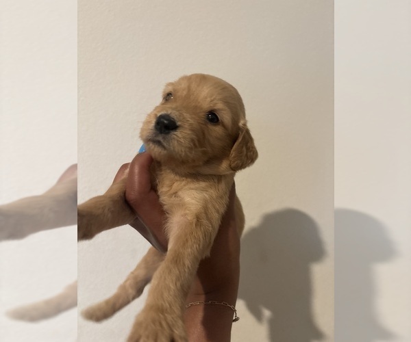 Medium Photo #7 Goldendoodle Puppy For Sale in DENTON, TX, USA