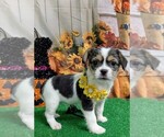 Image preview for Ad Listing. Nickname: SHIH TZU X