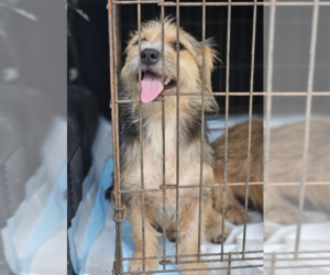 Mutt Dogs for adoption in Cranston, RI, USA