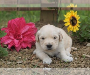 Golden Retriever Puppy for sale in FREDERICKSBG, OH, USA