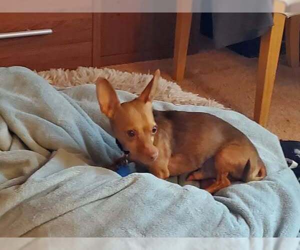 Medium Photo #10 Chiweenie Puppy For Sale in Fruitland, SC, USA