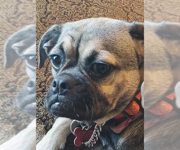 Medium Photo #4 Pug-Unknown Mix Puppy For Sale in San Diego, CA, USA