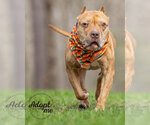 Small #6 American Pit Bull Terrier