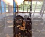 Small Photo #19 Rottweiler Puppy For Sale in RIEGELWOOD, NC, USA