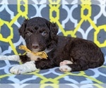 Small Photo #5 Aussiedoodle Puppy For Sale in LANCASTER, PA, USA