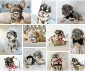 French Bulldog Litter for sale in STOCKTON, CA, USA