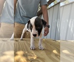 Small #2 American Bulldog