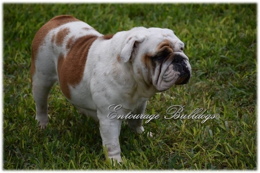 Medium Photo #1 Bulldog Puppy For Sale in MESQUITE, TX, USA
