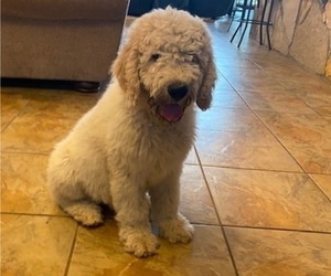 Newfypoo Puppy for sale in MINEOLA, TX, USA