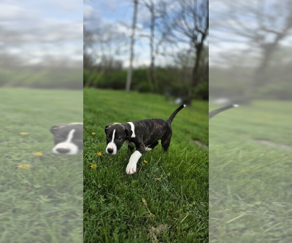 Medium Photo #2 Bogle Puppy For Sale in Aurora, IN, USA