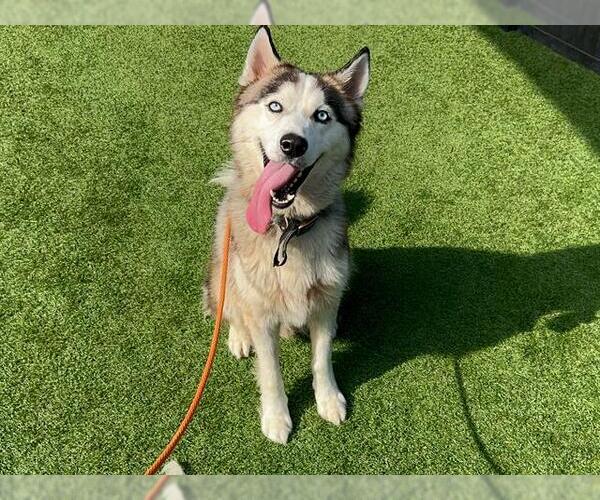 Medium Photo #2 Siberian Husky Puppy For Sale in Orange, CA, USA