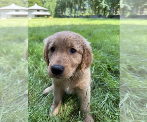 Medium Photo #24 Golden Retriever Puppy For Sale in BATTLE GROUND, WA, USA