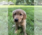 Small Photo #24 Golden Retriever Puppy For Sale in BATTLE GROUND, WA, USA